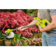 Grastrimmer - accu Ryobi ONE+ RY18LT23A-0